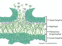 Diagram of a Lichen Cross Section  upper fungal layer, algal layer, filamentous fungal hyphae, lower fungal layer : upper fungal layer, algal layer, filamentous fungal hyphae, lower fungal layer