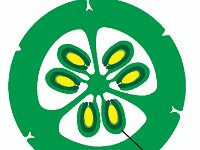 Lily Ovary  ovule, ovary, lily : ovule, ovary, lily