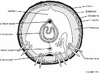 Anatomical Illustration of a Lumbricus  earthworm, coleum, blood vessel, nerve cord, intestine, cuticle, epidermis, peritoneum, chaetae bristles, setae : earthworm, coleum, blood vessel, nerve cord, intestine, cuticle, epidermis, peritoneum, chaetae bristles, setae
