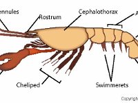 Anatomical Illustration of a Malacostraca  antennae, rostrum, cephalothorax, abdomen, telson, uropod, swimmerets, cheliped, eye : antennae, rostrum, cephalothorax, abdomen, telson, uropod, swimmerets, cheliped, eye