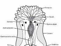 Anatomical Illustration of a Metridium  stromata, tentacles, actinopharynx, gastrovascular cavity, base, acontia, pedal disc, column, siphonoglyph, mouth, anemones, plumose, sea : stromata, tentacles, actinopharynx, gastrovascular cavity, base, acontia, pedal disc, column, siphonoglyph, mouth, anemones, plumose, sea