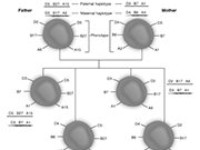 MHC Class II Co-Dominantly Expressed  father, mother, paternal, maternal, haplotype, phenotype : immunology, father, mother, paternal, maternal, haplotype, phenotype