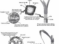 Illustrations of Monocot and Dicot Stems  vascular bundle, pith, cortex, epidermis, xylem, phloem, companion cell, ground tissue : vascular bundle, pith, cortex, epidermis, xylem, phloem, companion cell, ground tissue