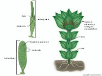 Moss Gametophyte and Gametangia  antheridium, sterile cells, sperm cells, archegonium, egg, stem, leaf : antheridium, sterile cells, sperm cells, archegonium, egg, stem, leaf