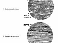 Types of Muscle Tissue  cardia, skeletal, smooth muscle : cardia, skeletal, smooth muscle
