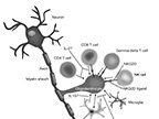 Immune Cells Associated With An Oligodendrocyte  neuron, axon, myelin sheath, CD4, CD8, gamma delta I cell, NKG2D, NK cell, microglia, astrocyte, IL 15, IL-2 : immunology, neuron, axon, myelin sheath, CD4, CD8, gamma delta I cell, NKG2D, NK cell, microglia, astrocyte, IL 15, IL-2