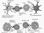 Overview of Lymphocyte Responses  microbe, dendritic cell, Th2 cell, B cell, foy receptor, interdigitating, follicular, antibody, interleukin, interferon, macrophage, virus, class II MHC, cytotoxic T cell, virus, TCR : immunology, microbe, dendritic cell, Th2 cell, B cell, foy receptor, interdigitating, follicular, antibody, interleukin, interferon, macrophage, virus, class II MHC, cytotoxic T cell, virus, TCR