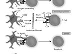 T-Cell Destinations  activated, immunologic ignorance, deletion, inhibition, apoptosis, suppression, IL-10, TGF-B, CD80, peptide, MHC	CD3, CD28, antigen presenting cell : immunology, activated, immunologic ignorance, deletion, inhibition, apoptosis, suppression, IL-10, TGF-B, CD80, peptide, MHC, CD3, CD28, antigen presenting cell