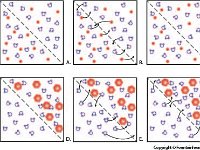 Illustrations of Permeable and Selectively Permeable Membranes  membanes, selectively, permeable : membanes, selectively, permeable