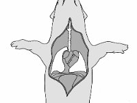 Pig Respiratory System  lungs, trachae : lungs, trachae