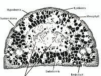 Anatomical Illustration of a Pine Needle: Cross Section  hypodermis, sunken stoma, epidermis, mesophyll, vascular bundles, endodermis, resin duct : hypodermis, sunken stoma, epidermis, mesophyll, vascular bundles, endodermis, resin duct