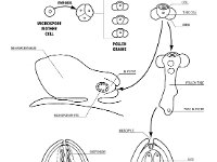 Pinus Development of Megagametophyte and Micrometophyte  microspore, microspore, mother cell, pollen grains, meiosis, megasporangium, megagametophyte, egg, megasporophyte : microspore, microspore, mother cell, pollen grains, meiosis, megasporangium, megagametophyte, egg, megasporophyte