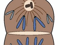 Anaphase: Eukaryote  mitosis, meiosis : mitosis, meiosis