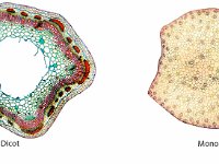 Plant Stem Cell Comparison  dicot, monocot, stem, plant : dicot, monocot, stem, plant
