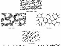 Plant Tissues (simple)  epidermal cells, parenchyma, chlorenchyma, sclerenchyma, angular collenchyma, lacunar collenchyma : epidermal cells, parenchyma, chlorenchyma, sclerenchyma, angular collenchyma, lacunar collenchyma