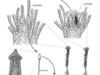 Polytrichium, Life Cycle  archegonium, sperm, antheridium, sperm, capsule, sporophyte, spore, gametophite, protonema : archegonium, sperm, antheridium, sperm, capsule, sporophyte, spore, gametophite, protonema