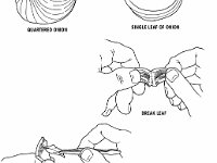 Preparation of An Onion Epidermis Wet Mount  wet mount, epidermis, onion : wet mount, epidermis, onion
