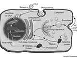 HLA-Peptide Complex Presentation  virus, phagocytosis, viral mRNA, replication, HLA class I molecule, proteosome, exocytosis : immunology, virus, phagocytosis, viral mRNA, replication, HLA class I molecule, proteosome, exocytosis