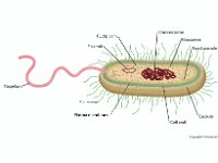 Anatomical Illustration of a Prokaryotic Cell  flagellum, plasmid, cytoplasm, chromosome, pili, plasma membrane, ribosomes, food granule, cell wall, capsule, bacteria : flagellum, plasmid, cytoplasm, chromosome, pili, plasma membrane, ribosomes, food granule, cell wall, capsule, bacteria