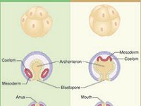 Protostome and Deuterostome Development  coelom, mesoderm, anus, archenteron, blastopore, mouth, digestive tube : coelom, mesoderm, anus, archenteron, blastopore, mouth, digestive tube