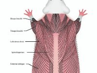 Anatomical Illustration of a Rat: Dorsal Muscles  biceps brachii, triceps brachii, latissimus dorsi, spinotrapezius, external oblique, tensor fasciae latae, gluteus maximus, biceps femoris, semitendinosus, gastrocnemius : biceps brachii, triceps brachii, latissimus dorsi, spinotrapezius, external oblique, tensor fasciae latae, gluteus maximus, biceps femoris, semitendinosus, gastrocnemius