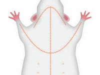 Rat Incision Muscles Marks  dissection, surgery, rat : dissection, surgery, rat