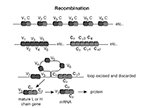 Recombination  variable domain, constant domain, light chain, heavy chain : immunology, variable domain, constant domain, light chain, heavy chain