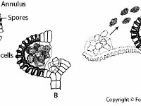 Release of Spores From Fern Sporangium  fern, reproduction, annulus, spores, lip cells : fern, reproduction, annulus, spores, lip cells
