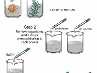 Effect of Respiration on pH: Experimental Design  snail treatment, elodea treatment, NaOH, phenolphthalein, pH indicator : snail treatment, elodea treatment, NaOH, phenolphthalein, pH indicator