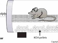 Respirometer With Mouse: Experimental Design  soap bubble, mouse, KOH pellets, screen, respiration, oxygen, carbon dioxide : soap bubble, mouse, KOH pellets, screen, respiration, oxygen, carbon dioxide