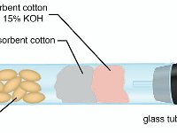 Respirometer In Tube  respiration, wheat seeds, cotton, KOH, carbon dioxide, oxygen : respiration, wheat seeds, cotton, KOH, carbon dioxide, oxygen
