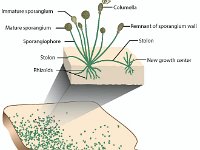Anatomical Illustration of a Rhizopus  sporangium, stolon, sporangiophore, rhizoids, columella, spores, fungi : sporangium, stolon, sporangiophore, rhizoids, columella, spores, fungi