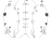 Rhizopus Life Cycle  hyphae, colony, mature sporangium, dehisced sporangium	spore, germinating spore, prometangia, gametangia, zygote, zygospore, sporangium	plasmogamy, fungi : hyphae, colony, mature sporangium, dehisced sporangium spore, germinating spore, prometangia, gametangia, zygote, zygospore, sporangium plasmogamy, fungi