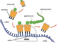 Translation  ribosome, mRNA, rRNA, peptide, protein, peptide bond, anticodon, amino acid, tRNA, codon : ribosome, mRNA, rRNA, peptide, protein, peptide bond, anticodon, amino acid, tRNA, codon