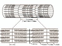 Sarcomere Molecular Organization  Z-line, sacromere, muscle fiber, I band, actin, M-line, myosin : Z-line, sacromere, muscle fiber, I band, actin, M-line, myosin