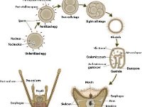 Sea Urchin Development  egg, fertilization, development, invertebrate, blastomere, bastula, gastrula, pluteus, sperm : egg, fertilization, development, invertebrate, blastomere, bastula, gastrula, pluteus, sperm
