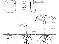 Anatomical Illustration of a Seed and Seedling of a Bean  plumule, hypocotyl, radicle, hilum, cotyledon, seed coat, micropyle, root, seed coat, epicotyl : plumule, hypocotyl, radicle, hilum, cotyledon, seed coat, micropyle, root, seed coat, epicotyl