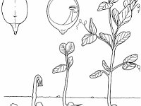 Illustration of a Seed and Seedling of a Pea  seed, development, root, seedling : seed, development, root, seedling