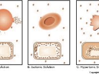 Effects of Hypertonic, Isotonic, and Hypotonic Solutions  high solute, equal solute, low solute, burst	shrink, remain the same, plasmolyzed, flaccid, turgid, water, red blood cells : high solute, equal solute, low solute, burst, shrink, remain the same, plasmolyzed, flaccid, turgid, water, red blood cells