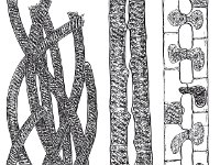 Illustration of Spirogyra  green algae, water silk : green algae, water silk