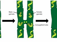 Spirogyra Conjugation  reproduction, conjugation tube, gamete, zygospore, male, female, green algae, water silk : reproduction, conjugation tube, gamete, zygospore, male, female, green algae, water silk