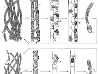 Spirogyra Life Cycles  vegetative filaments, proliferation by fragmentation, conjugation, conjugation tube, protoplast, zygospore, scalariform, reproduction, green algae, water silk : vegetative filaments, proliferation by fragmentation, conjugation, conjugation tube, protoplast, zygospore, scalariform, reproduction, green algae, water silk