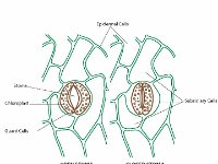 Stoma: Open and Closed  stoma, chloroplast, guard cells, epidermal cells, open, closed, subsidiary, plant, gases : stoma, chloroplast, guard cells, epidermal cells, open, closed, subsidiary, plant, gases