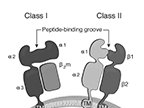 Structure of HLA Molecules  human leukocyte antigen, peptide binding groove, cytoplasmic tail, plasma membrane, transmembrane domain, alpha domain, beta domain, HLA Class I, HLA Class II : immunology, human leukocyte antigen, peptide binding groove, cytoplasmic tail, plasma membrane, transmembrane domain, alpha domain, beta domain, HLA Class I, HLA Class II