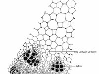 Anatomical Illustration of a Sunflower:Vascular Bundle  xylem, cambium, phloem, cortex, stroma, interfascicular cambium : xylem, cambium, phloem, cortex, stroma, interfascicular cambium