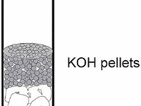 Experimental Design for Germinating Seeds: Step 1  KOH pellets,cotton, germinating seeds, cellular respiration : KOH pellets, cotton, germinating seeds, cellular respiration