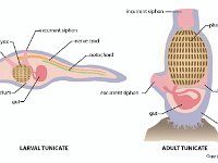 Anatomical Illustration of a Tunicate: Adult and Larval  atrium, gut, incurrent siphon, pharynx, excurrent siphon, nerve cord, notochord, tunic, invertebrate : atrium, gut, incurrent siphon, pharynx, excurrent siphon, nerve cord, notochord, tunic, invertebrate
