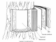 Woody Stem Layers  heartwood, sapwood, vascular cambium, bark : heartwood, sapwood, vascular cambium, bark