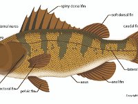 Anatomical Illustration of a Yellow Perch  external nares, eye, mouth, operculum, pectoral fin, pelvic fin, anus, anal fin, lateral line, caudal fin, soft dorsal fin, spiny dorsal fin : external nares, eye, mouth, operculum, pectoral fin, pelvic fin, anus, anal fin, lateral line, caudal fin, soft dorsal fin, spiny dorsal fin