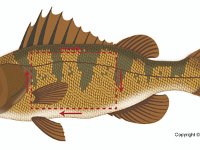 Anatomical Illustration of a Yellow Perch  external nares, eye, mouth, operculum, pectoral fin, pelvic fin, anus, anal fin, lateral line, caudal fin, soft dorsal fin, spiny dorsal fin : external nares, eye, mouth, operculum, pectoral fin, pelvic fin, anus, anal fin, lateral line, caudal fin, soft dorsal fin, spiny dorsal fin